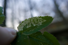 Phytomyza pubicornis