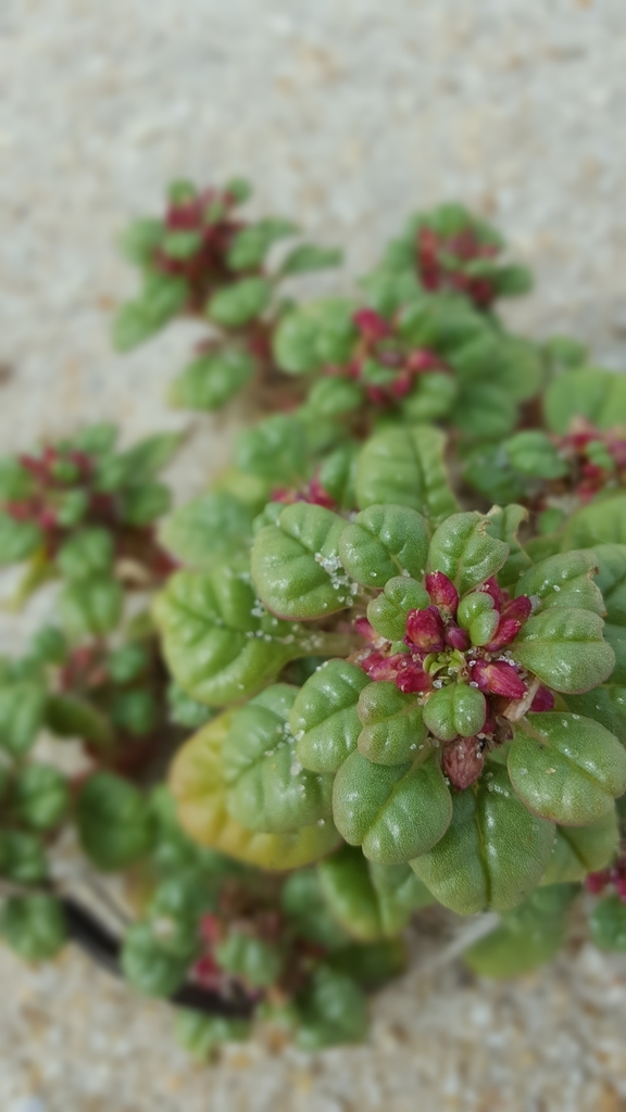 Seabeach Amaranth
