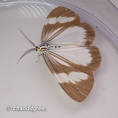 Nyctemera tripunctaria