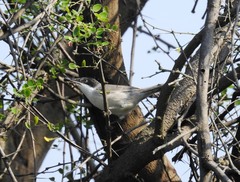 Curruca crassirostris