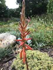 Aloe brevifolia
