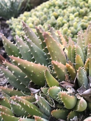 Aloe brevifolia