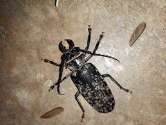 Tithoes frontalis