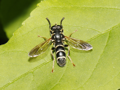 Temnostoma balyras