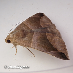 Bastilla maturescens