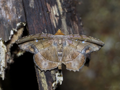 Gracillina prosthenia