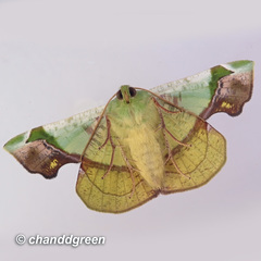 Fascellina plagiata