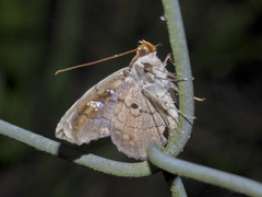 Gracillina prosthenia