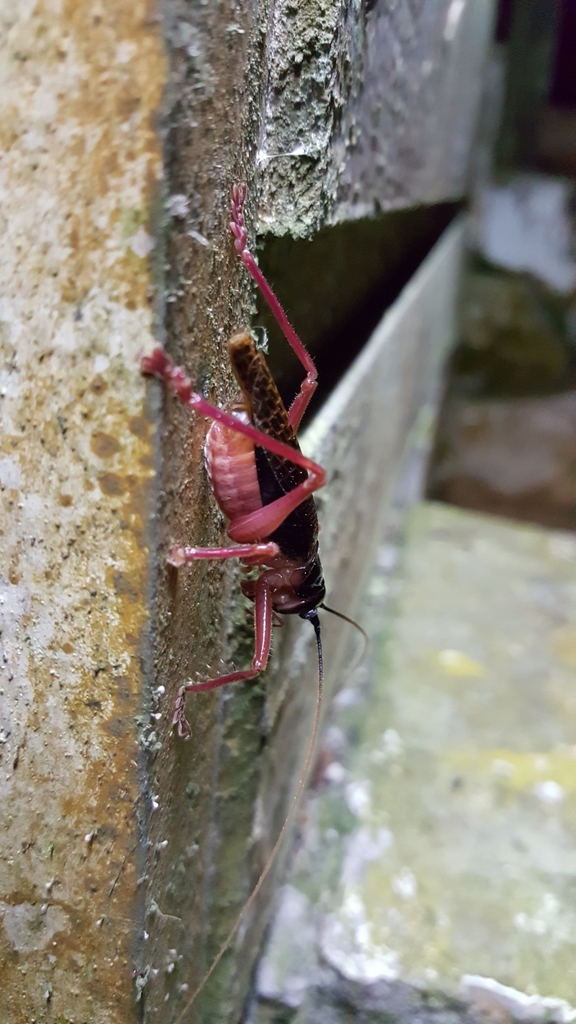 Eugryllacris inversa
