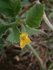 Cucumis anguria