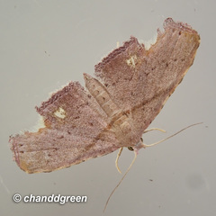 Niaccaba sumptualis