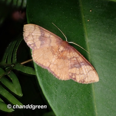 Metallaxis semipurpurascens