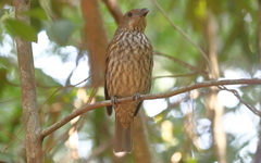 Scenopoeetes dentirostris