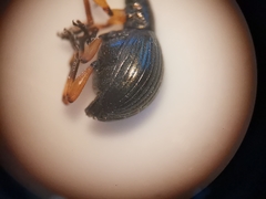 Protapion laevicolle