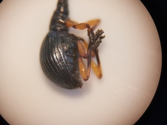 Protapion laevicolle