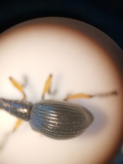 Protapion laevicolle