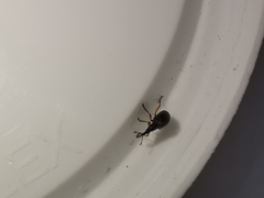 Protapion laevicolle