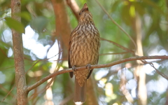 Scenopoeetes dentirostris