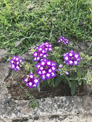 Glandularia × hybrida