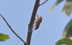 Macrotristria intersecta