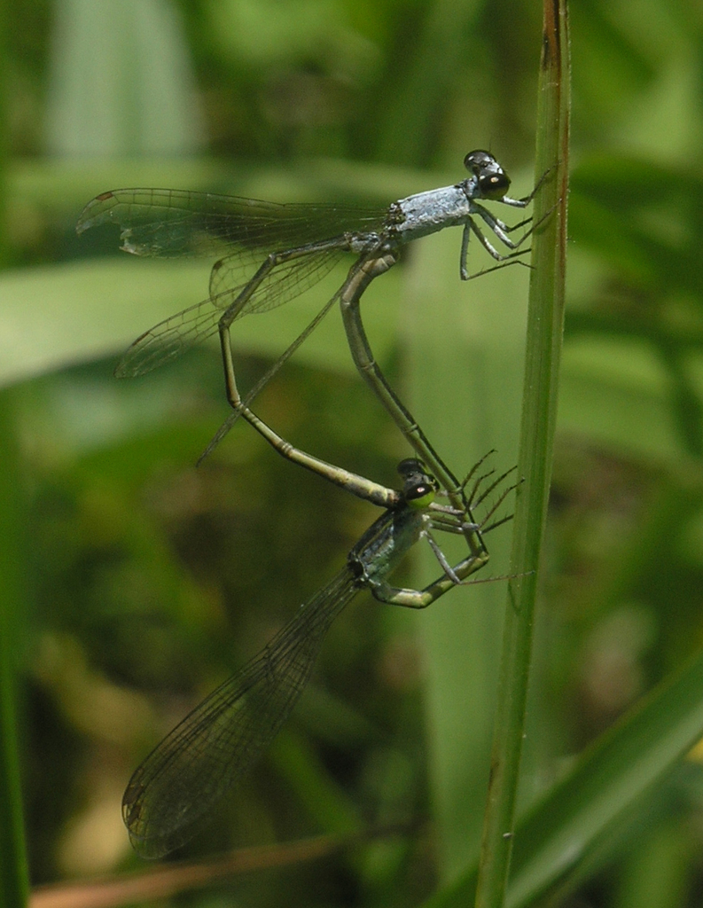 Agriocnemis inversa