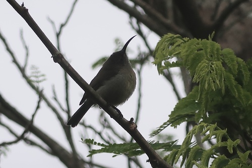 Grey Sunbird (Cyanomitra veroxii), photo 9