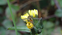 Episyrphus balteatus