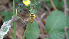 Episyrphus balteatus