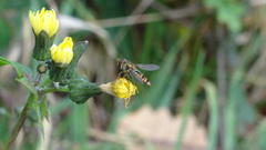 Episyrphus balteatus