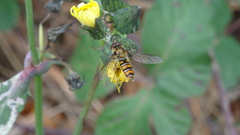 Episyrphus balteatus