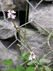 Verbena officinalis