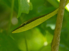 Oxybelis microphthalmus
