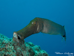 Atlantic Cornetfish photo 2