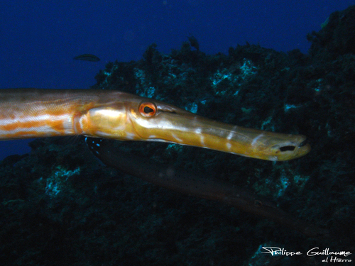 Eastern Atlantic Trumpetfish