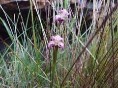 Disperis paludosa