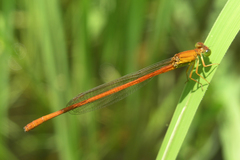 Ceriagrion glabrum