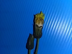 Sonchus oleraceus