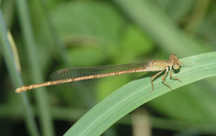 Ceriagrion glabrum