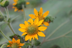 Smallanthus sonchifolius
