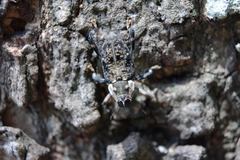Zygops