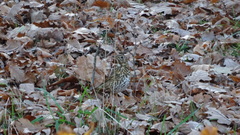 Turdus philomelos