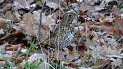 Turdus philomelos