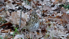 Turdus philomelos