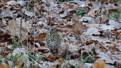 Turdus philomelos