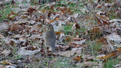 Turdus philomelos