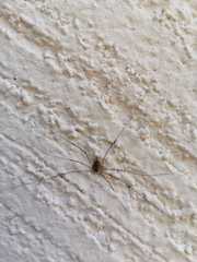 Amilenus aurantiacus