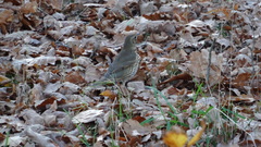 Turdus philomelos
