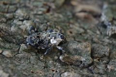Zygops
