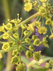 Braconidae