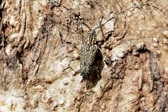 Colobothea sahlbergi